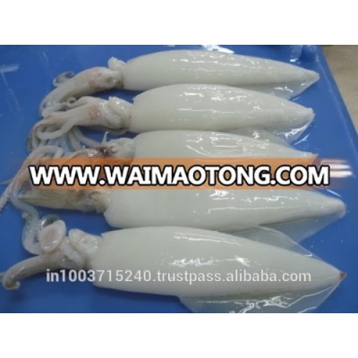 Squid whole and Squid whole cleaned, IQF and Block frozen