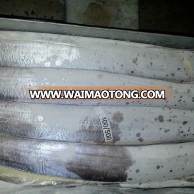 Ribbonfish whole hook catch A & B grade