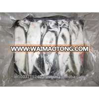 Loligo Squid whole All Sizes - Ready Stock