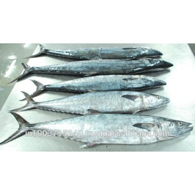 Seerfish whole ( Kingfish)