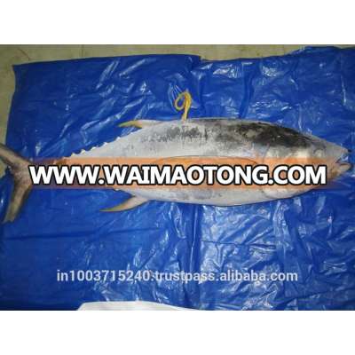 Yellowfin and Skipjack Tuna - regular supply