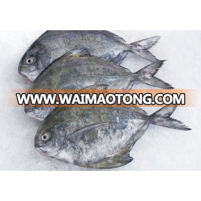 fresh Chilled White Pomfret, Black Pomfret, Grouper, Snapper