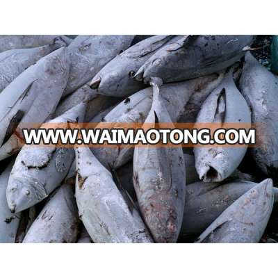 fresh frozen skipjack Tuna