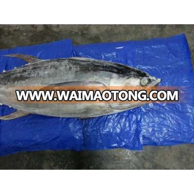 Yellowfin and Skipjack Tuna whole and cooked loins