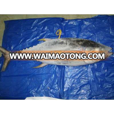 frozen Yellowfin Tuna whole and gutted