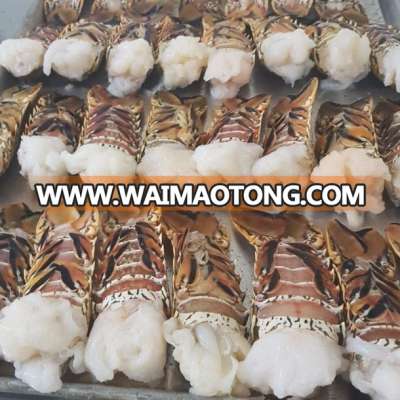 Frozen Lobster whole & Tails