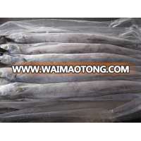 Ribbonfish Iqf and Block AA grade and B Grade, Eelfish, Solefish