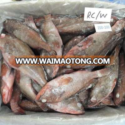 Reefcod whole size 100/200, 200/300, 300/500, 500/700, 700/1000 , 1-2kg & Red snapper