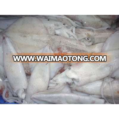 Cuttlefish whole, Loligo Squid whole, Semi needle squid whole