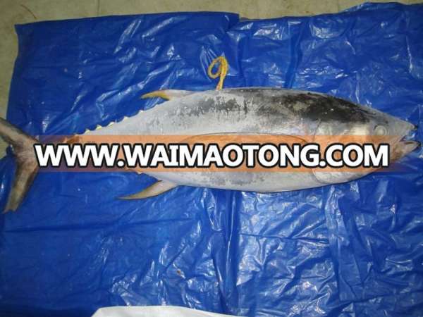 Yellowfin Tuna whole & GG