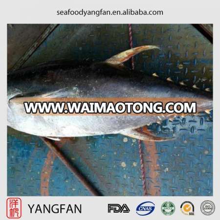 New frozen yellowfin tuna with high quality whole round thunnus albacares from China